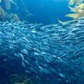 Ein Schwarm Sardinen schwimmt